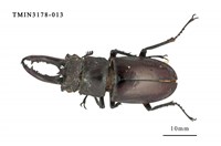 藏品(台灣深山鍬形蟲)的圖片